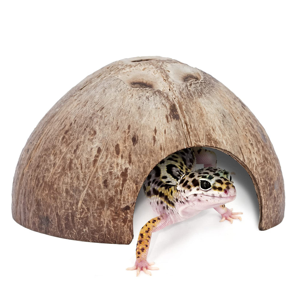 Niteangel coconut hideout placed in terrarium for privacy
