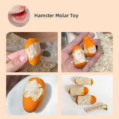 Niteangel hamster enrichment during playtime boosts activity and stress relief.