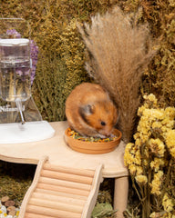 Niteangel Hamster Food & Treats Toy dental-crunch texture demonstrates enrichment through crunchy chickpea flakes.