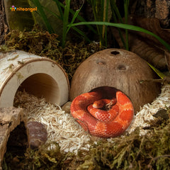 Niteangel two-pack reptile hideouts in enclosure variety