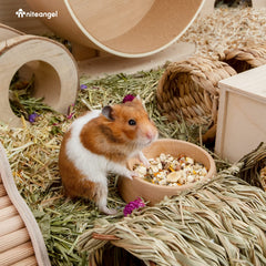 Niteangel stable-base hamster bowl design prevents tipping during lively mealtimes.