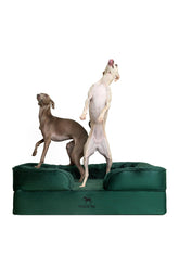 NOAH & PAW Large Dog Bed memory foam base supports joints for comfortable rest.