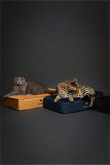 NOAH & PAW small dog bed inner cover close-up removable for cleaning