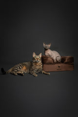 NOAH AND PAW memory foam core with cooling gel supports comfortable, cool rest.