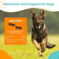 Nootie dog joint supplement turmeric formulation highlights optional natural support.