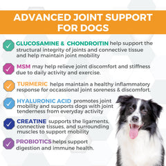 Nootie Progility glucosamine-chondroitin dosage image highlighting joint support potential.