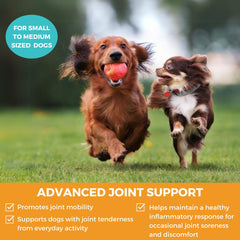 Nootie Progility Mini chews taste close-up showing palatable joint support.