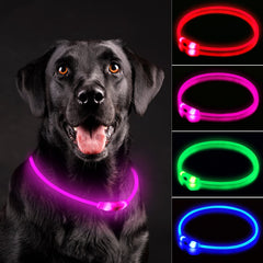 Novkin LED dog collar closeup highlights bright safety glow for evening visibility.