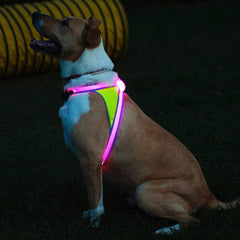 Noxgear LightHound quick-clip harness in action during a park walk.