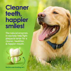 NuLife dog teeth cleaning powder sprinkle-on-food image shows no-brush routine