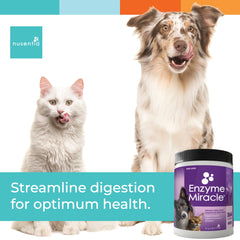 Nusentia Enzyme Miracle scoop and jar illustrating easy daily dosing for digestion support.