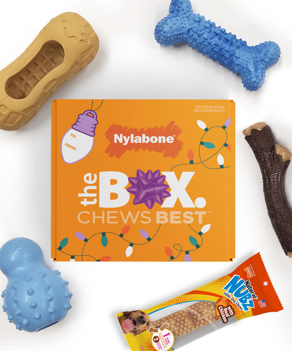 Nylabone Dog Gift Box open showcases a ready-to-gift setup for small dogs.