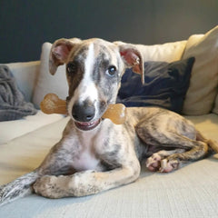 Nylabone Puppy Chew Teething Bone closeup texture shows soothing grooves for gums.