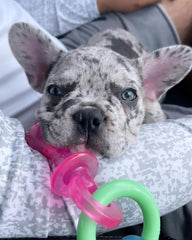 Nylabone Puppy Pacifier Chew Toy teething rings provide gentle chewing relief