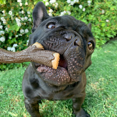 Nylabone Real Wood Stick Toy textured bark grip for secure chewing