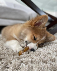 Nylabone Ring Bone soft-teething texture close-up ideal for early teething puppies