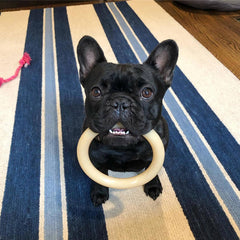 Nylabone Ring Bone Power Chew Toy shows aggressive-chewer action for lasting engagement.