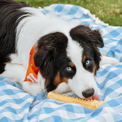 Nylabone Power Chew Sabor a mantequilla de cacahuete, atractivo para sesiones largas.
