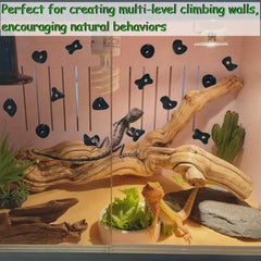 Okueejur bearded dragon wall holds installation demo highlights sturdy, secure grip.