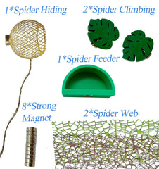Okueejur jumping spider leaf ledges provide natural climbing perches in enclosures.