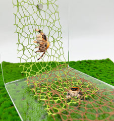 Okueejur jumping spider moss ribbon green enhances enclosure enrichment and easy movement.