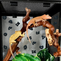Okueejur rock-wall holds close-up emphasizing easy glue-installation for reptile enclosures.