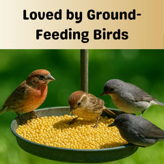 Olympus Myco White Proso Millet Seed at feeder—easy snack for varied garden birds.