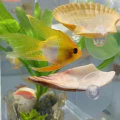Oncpcare Betta Shell Bed suction-base for easy tank positioning