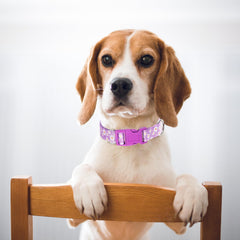 ONEFOJOJO purple collar highlights durable polyester and weatherproof hardware for outdoor wear