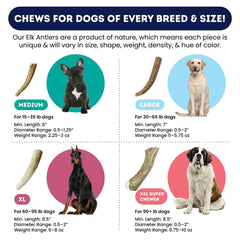 Onward Hound elk antlers 7-inch large dog chew—helps clean teeth and freshen breath.