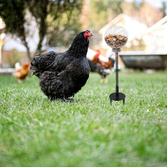 Oooct chicken-peck-toy ground-plug anchors securely in coops.