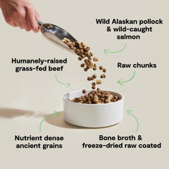 Open Farm ancient grains kibble closeup highlights nutritious grains for steady energy.
