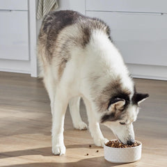 Open Farm Freeze-dried raw chunks – convenient texture boost that complements kibble for a holistic protein mix.