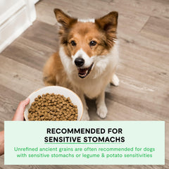 Open Farm pumpkin quinoa coconut oil image highlights wholesome superfoods for dogs.