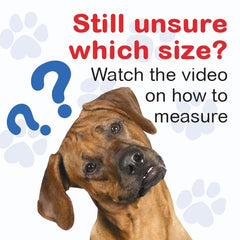 OrthoVet front leg brace worn during a dog-walking session to support mobility.