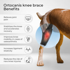 Ortocanis dog knee brace secure-closure view demonstrates reliable fit during movement.