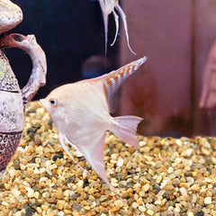 OUPENG succulent terrarium with coarse sand stone for drainage