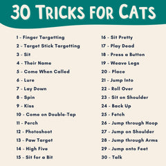 OutdoorBengal Cat tricks easy sit aids basic obedience through positive reinforcement.