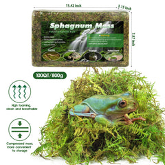 Pakimi moss layered with substrate for a comfortable habitat