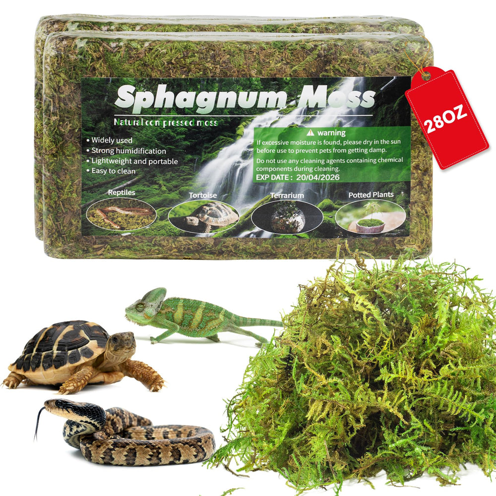 Pakimi sphagnum moss in terrarium humidity setup promotes stable moisture