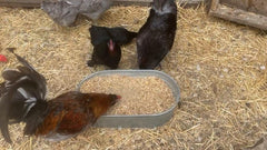 Pampered Chicken Mama vitamin powder close-up highlighting its easy-to-mix texture for steady supplementation.