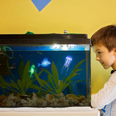 Patelai glow lionfish blue shines in dark tanks for a striking focal point
