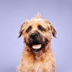 Paul Mitchell Pet Calming Lavender Mint Shampoo foamy lather for comfortable bath times.