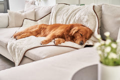 PAW BRANDS PupProtector dual-texture close-up showing warmth and comfort for pets