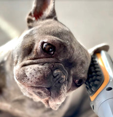 PAW WAVE Buzz therapeutic brush in use on dog demonstrates soothing vibration and gentle massage