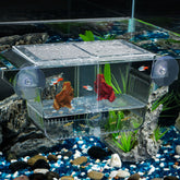 Pawfly aquarium fish breeding box hatchery view demonstrates clear fry protection in action.