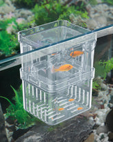 Pawfly breeding box top view shows compact, translucent design for easy fry monitoring.