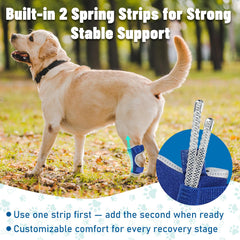Pawfun dog leg brace in breathable neoprene for comfortable all-day wear.