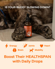 PAWPRINT LAB liquid drops administration demonstrates easy daily dosing for convenient care.