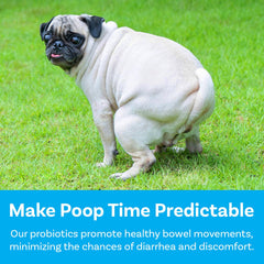 PawSafe gut scene showing balanced digestion in dogs